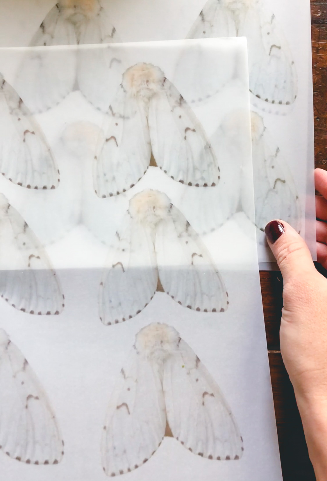 Moth wing printouts