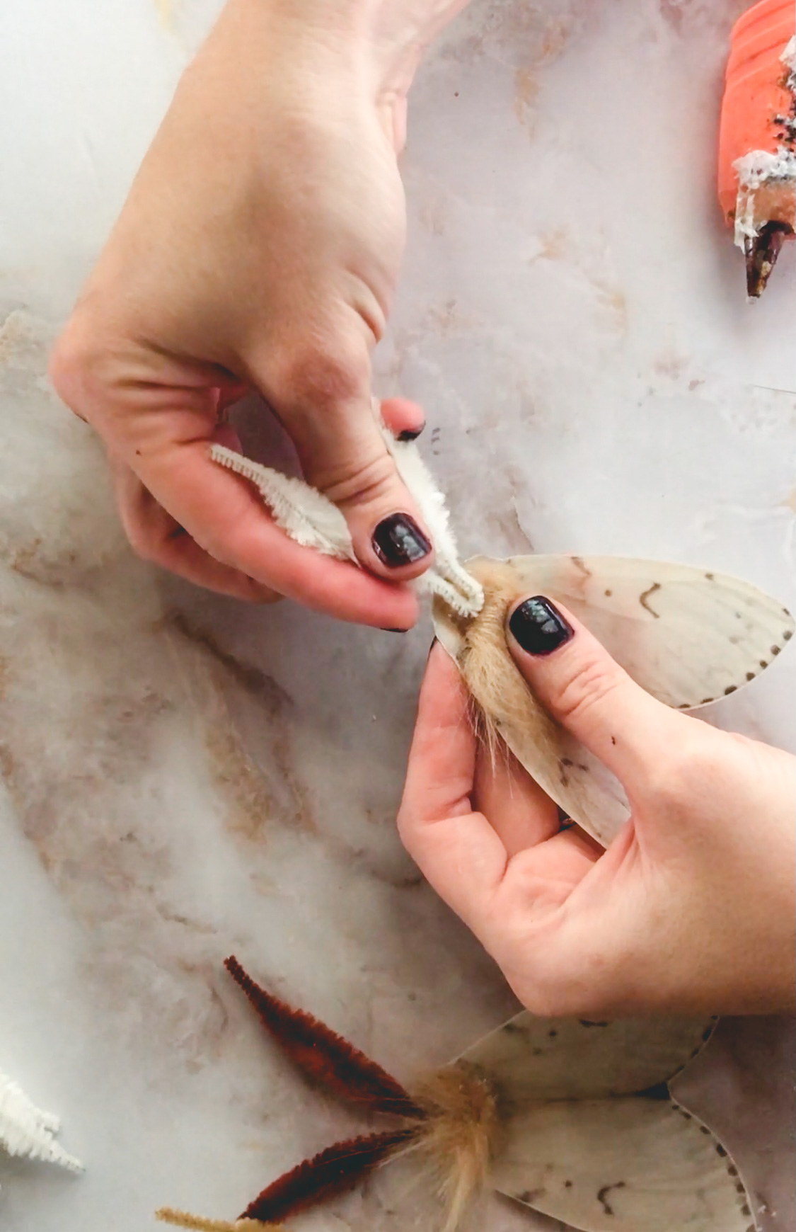 Gluing antennae on moth craft