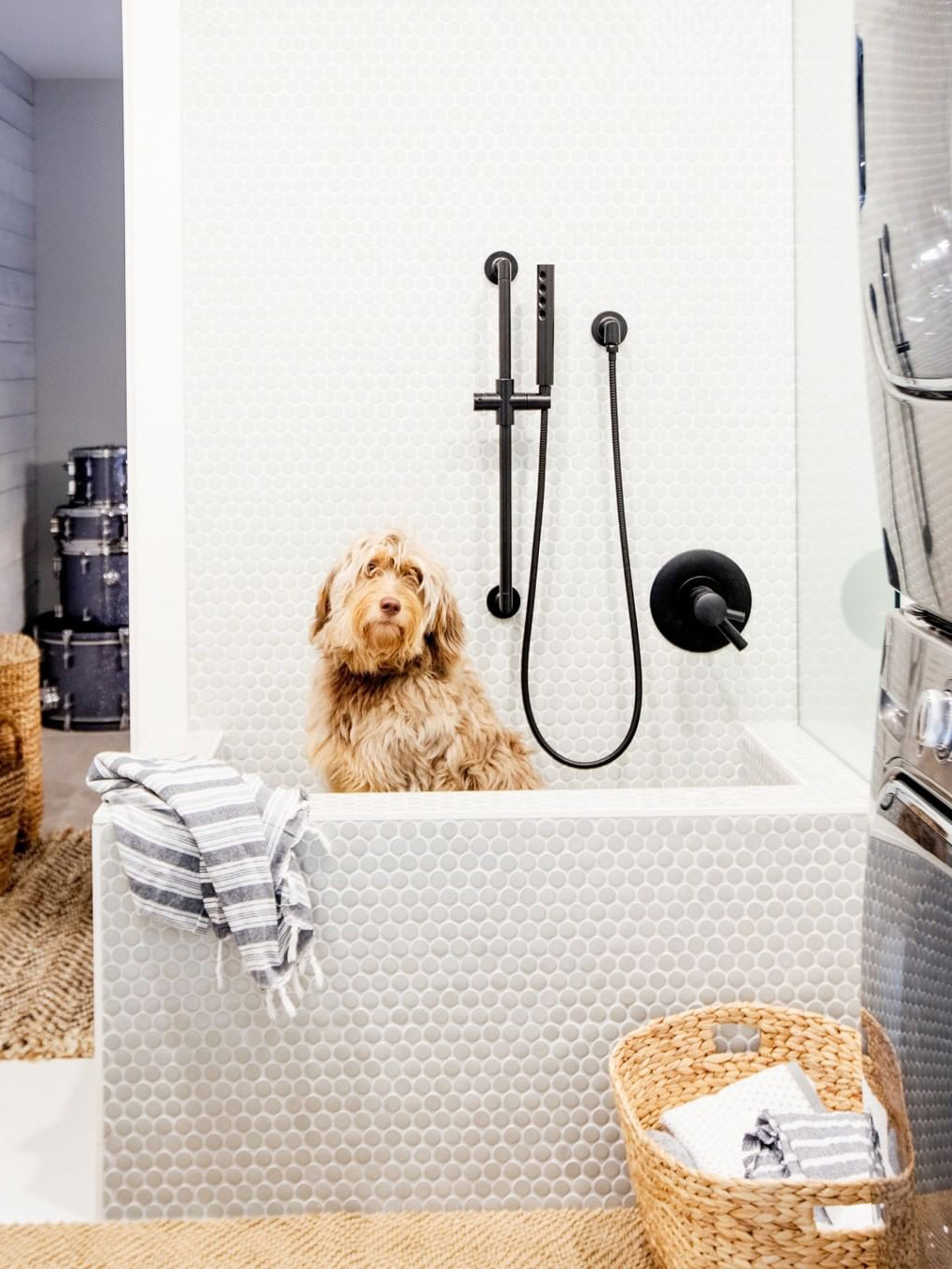 dog sitting in tub