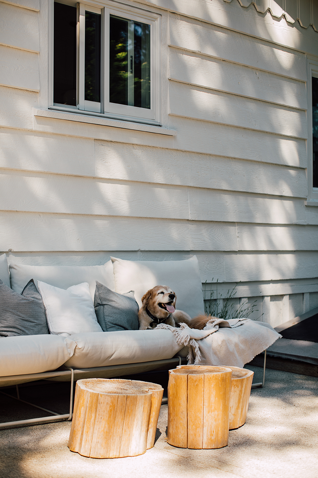 dog on outdoor couch