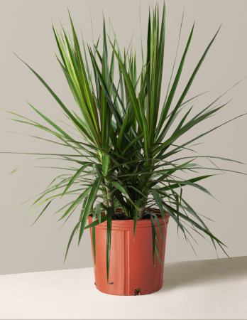  dracaena plant