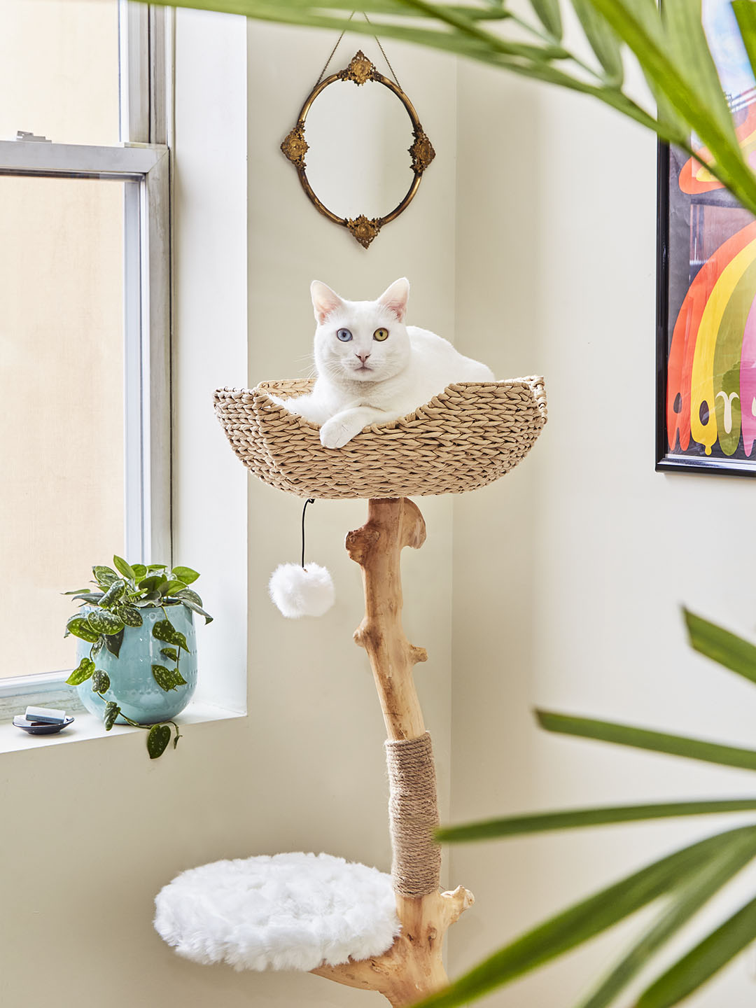 white cat on a tall cat tree