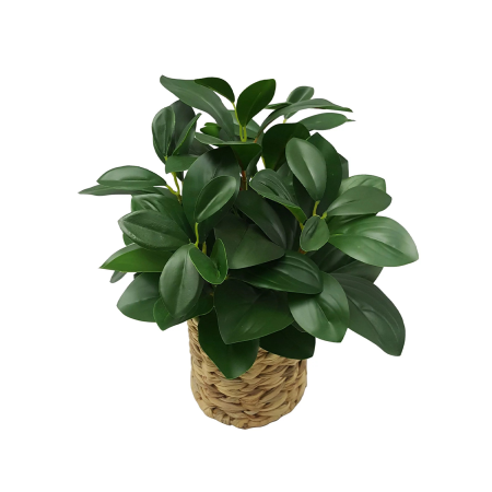  Peperomia Plant in Wicker Basket