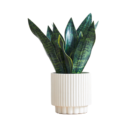  Faux Potted Snake Plant
