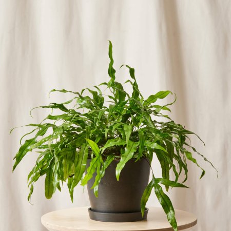  Kangaroo Fern Domino