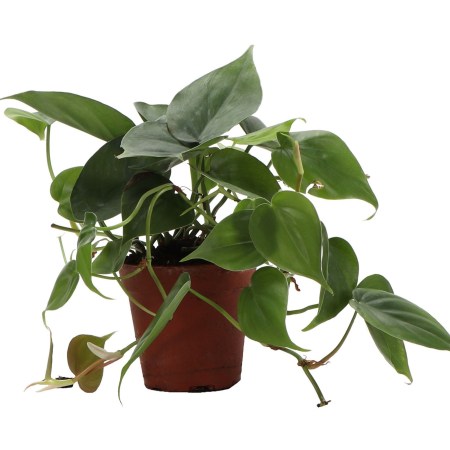  Philodendron Domino