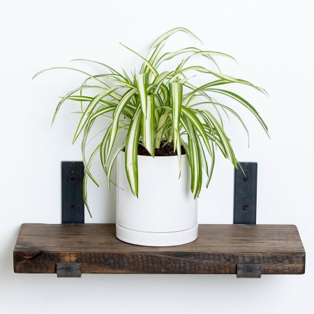  Spider Plant Domino