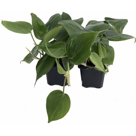  Philodendron Domino