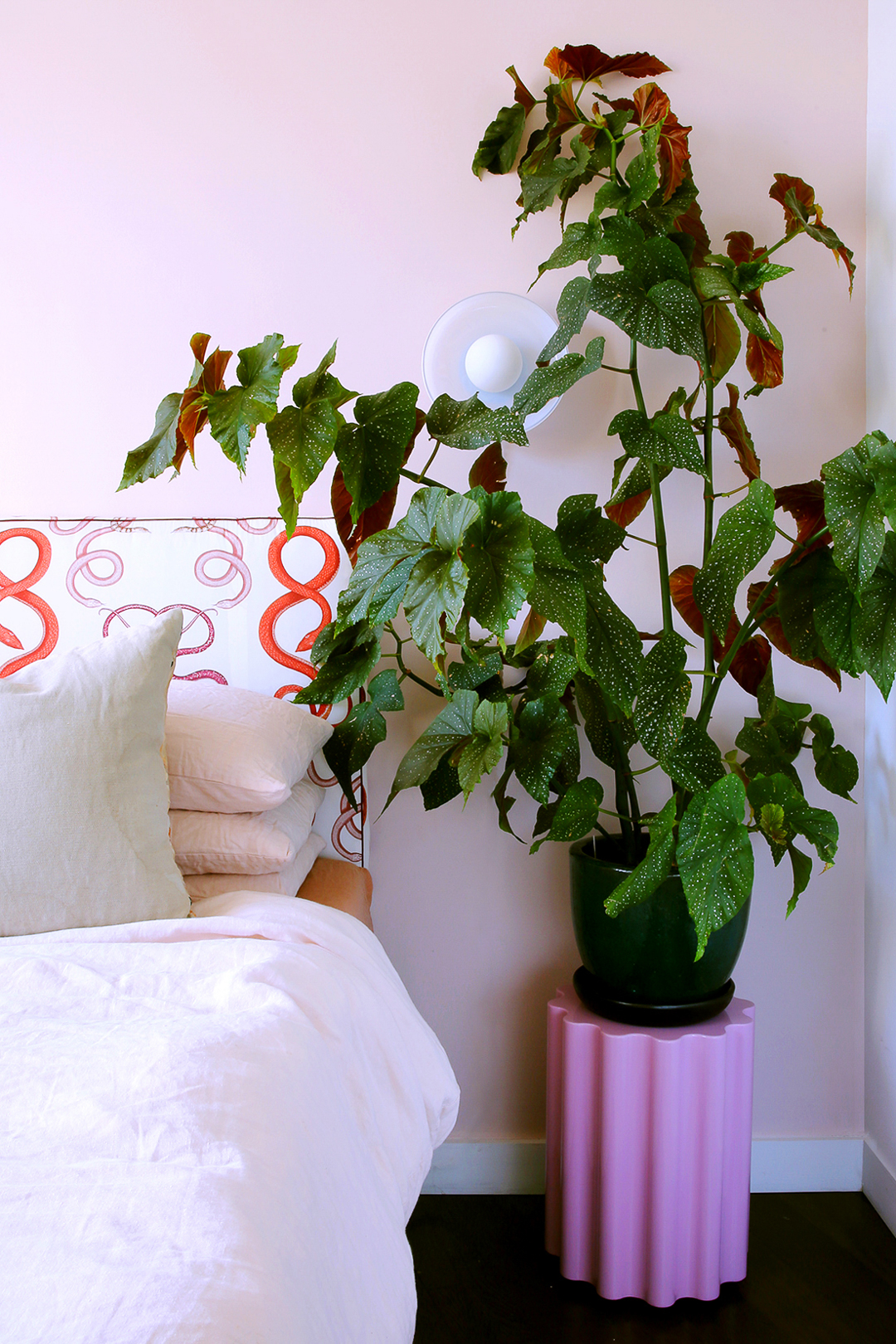 Begonia maculata in pink planter