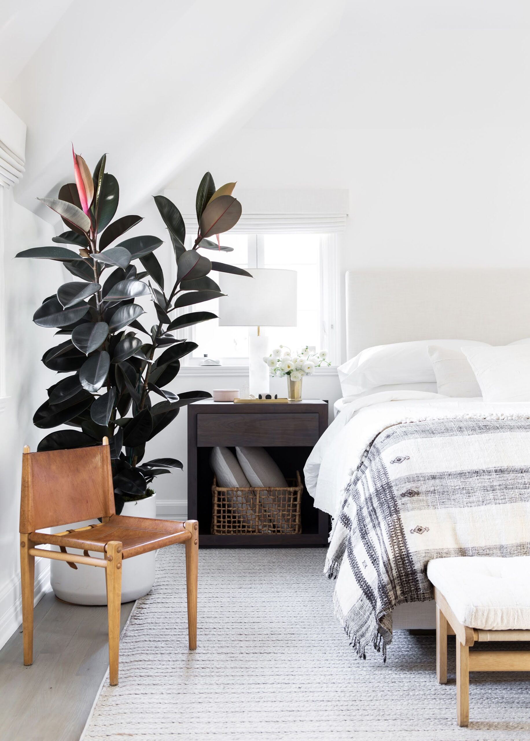 tall rubber tree plant in bedroom next to wooden chair