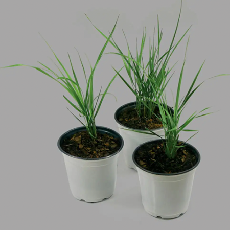  Three Pots of Grass from Home Depot