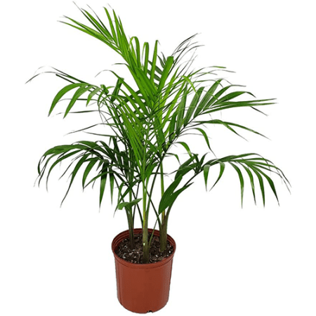  Majesty Palm in Nursery Pot