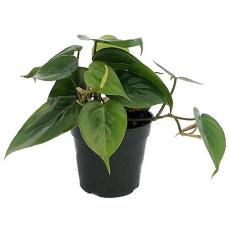  Small Sweetheart Philodendron in Black Nursery Pot