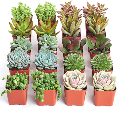  Set of Small Succulents