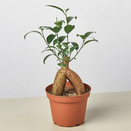  Ficus Ginseng Domino