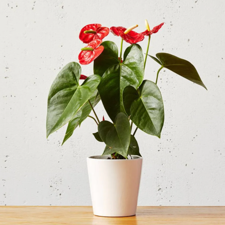  Red Anthurium Plant Domino