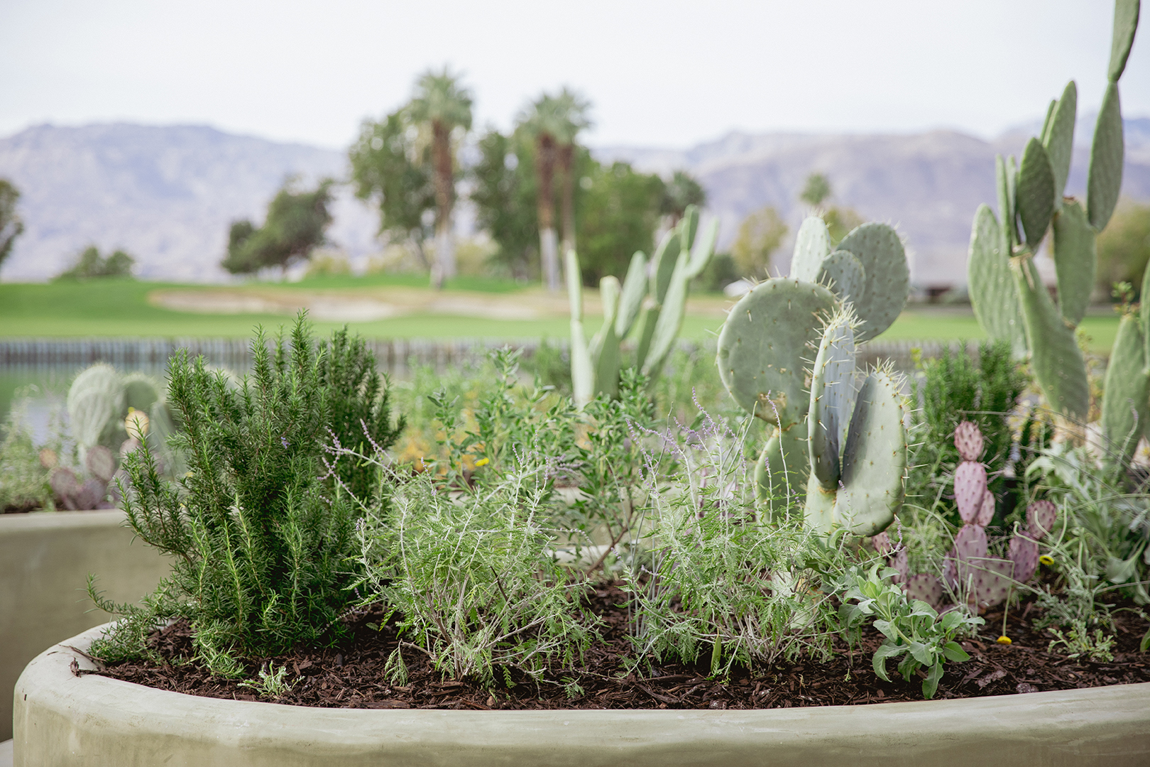 kidney bean–shaped planters planted with herbs and cacti