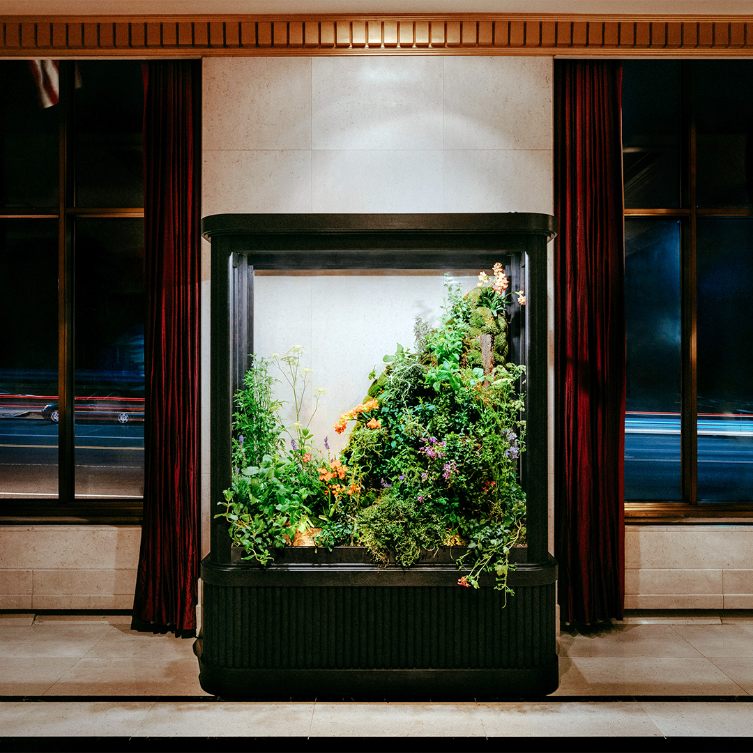 indoor herb garden in blackened wood structure