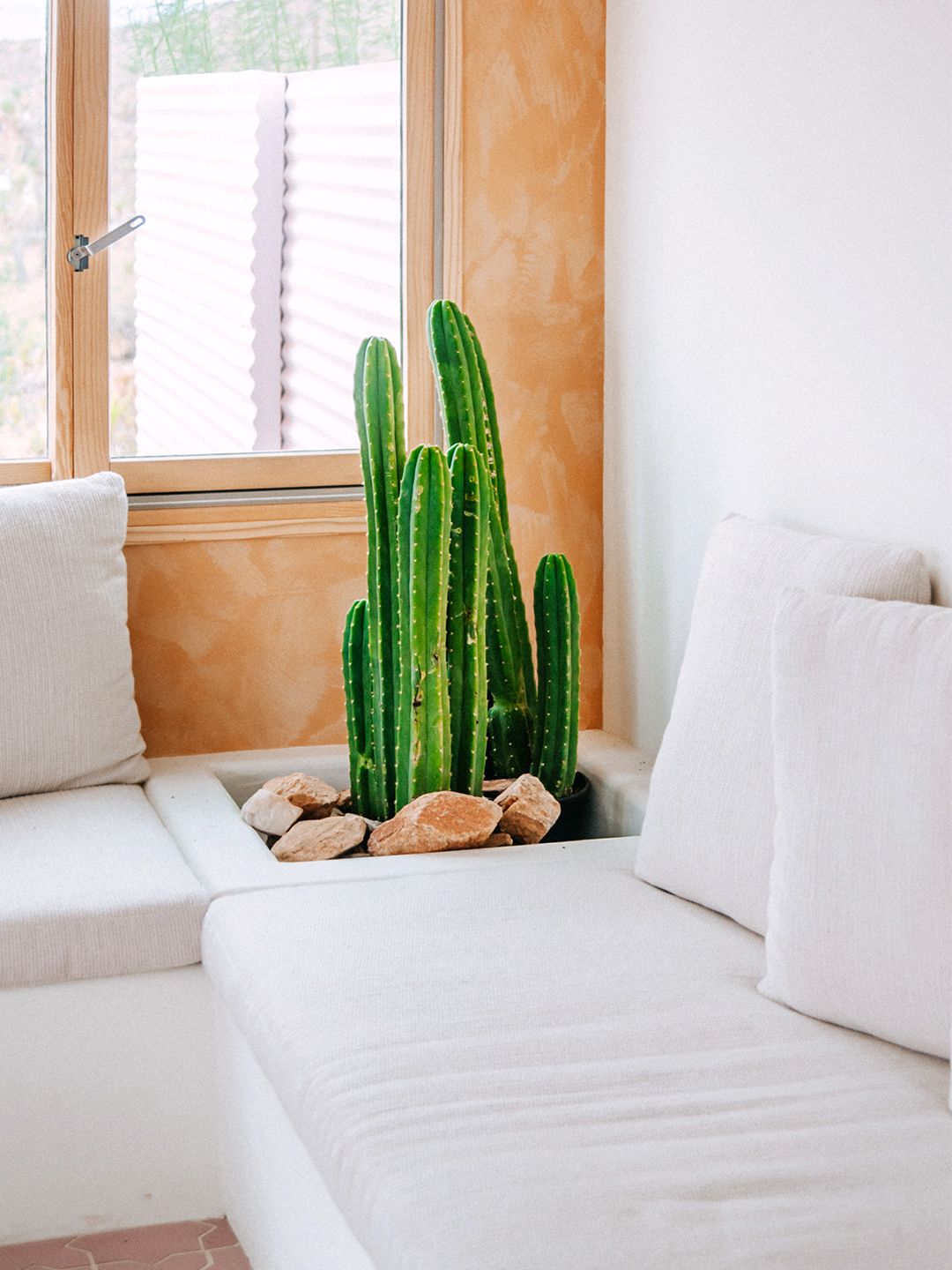 cactus in between two sofas