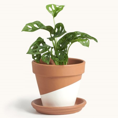  Philodendron Swiss Cheese Domino