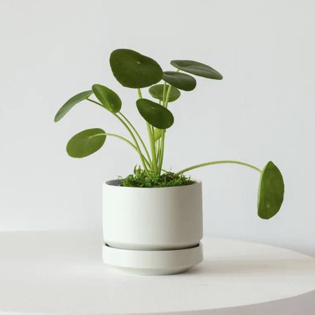  Pilea Peperomioides Domino