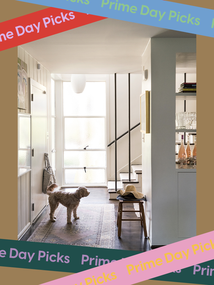 Fluffy dog in entryway of home with rug and peek of stairwell