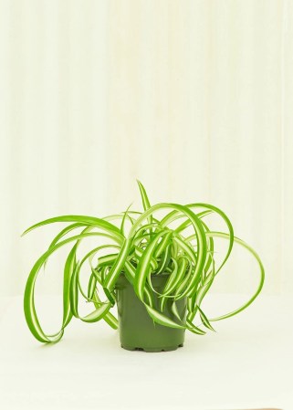  spider plant in grow pot