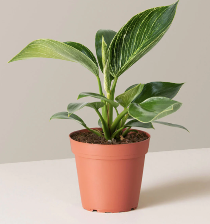  philodendron birkin in grow pot