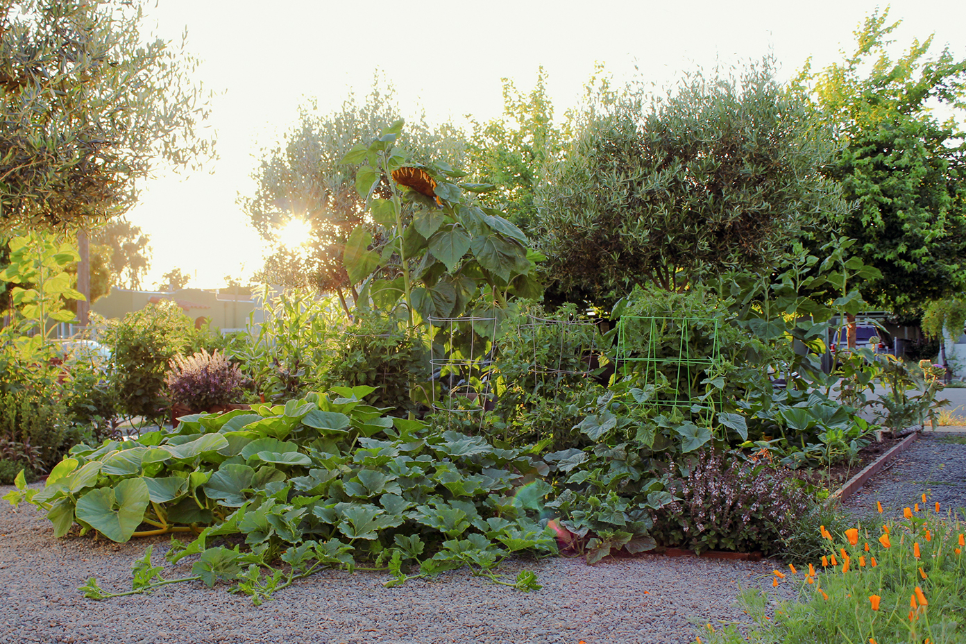 large pumpkin patch