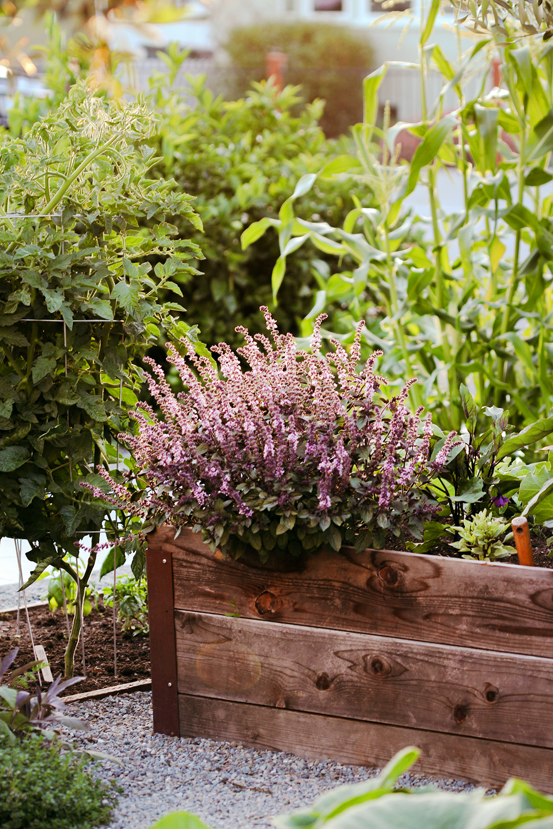 purple flowers in raised beds