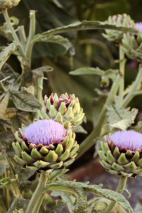 purple flower