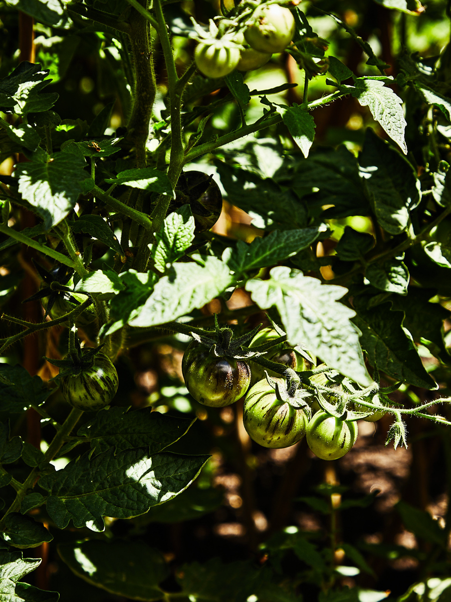 tomatoes growing