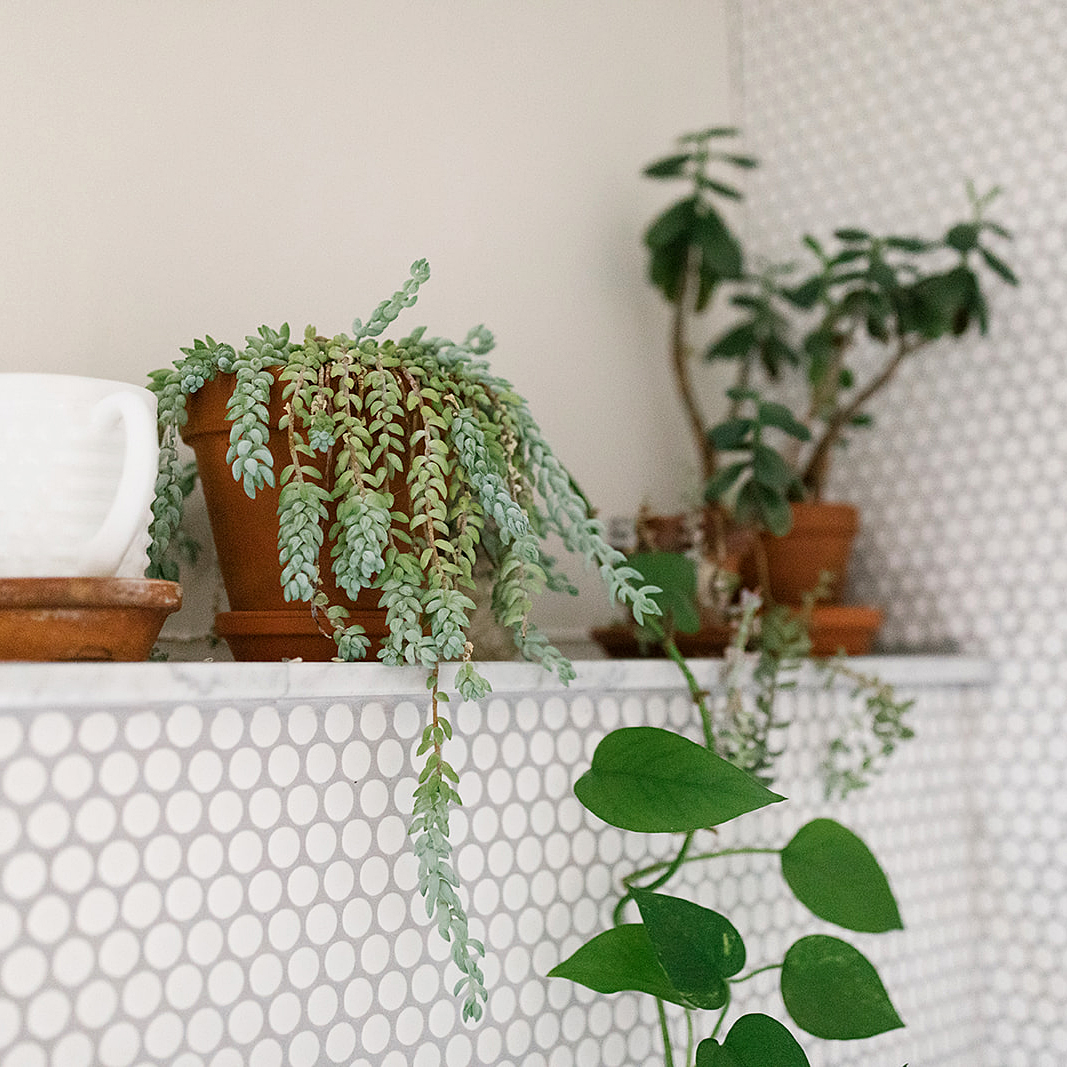 trailing succulent and plant on shower shelf