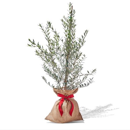  olive tree holiday gift