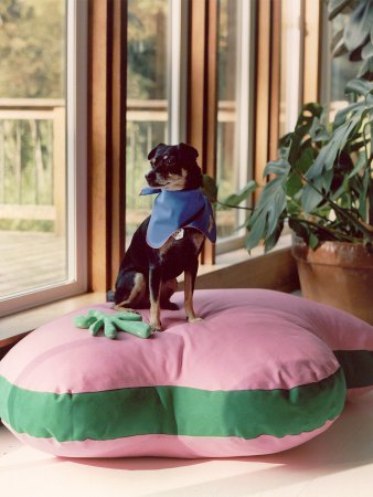 dog sitting on bed