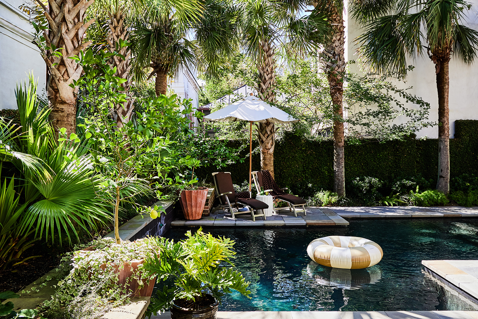 small pool surrounded by lush plants