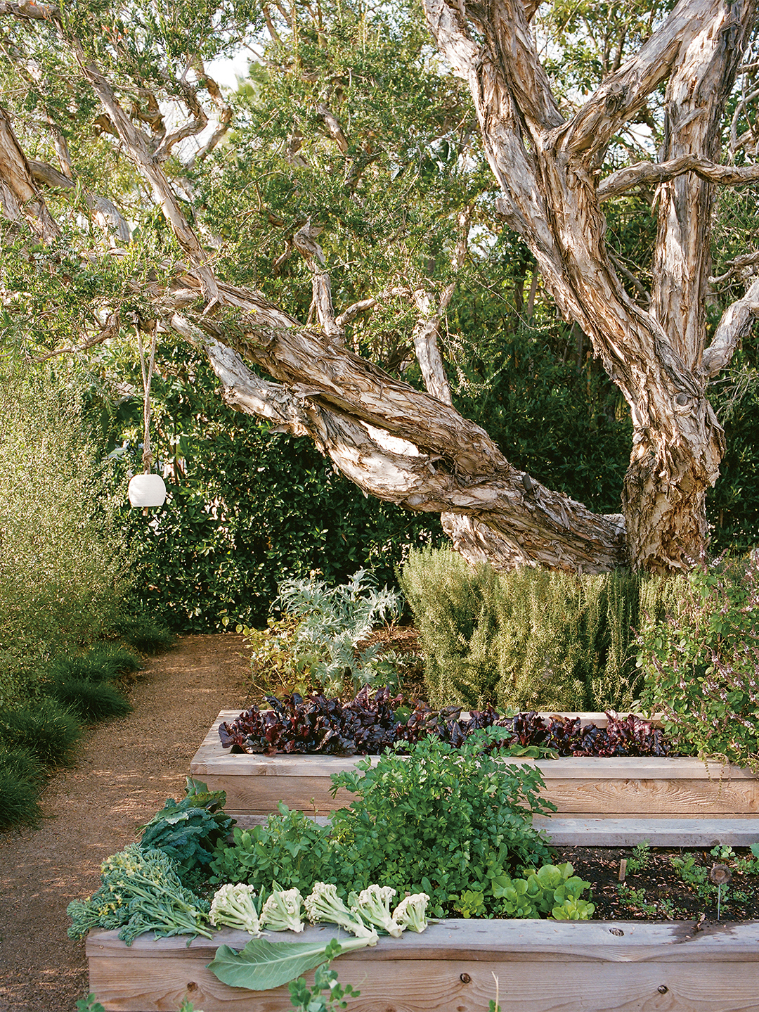 tree around planter boxes