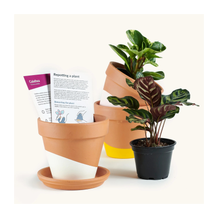  horti plant subscription