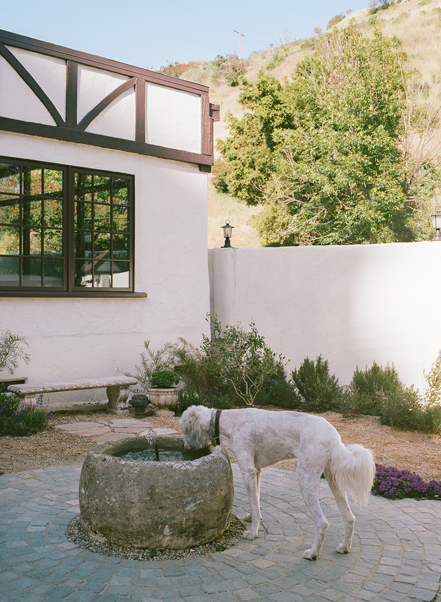 dog drinking from fountain