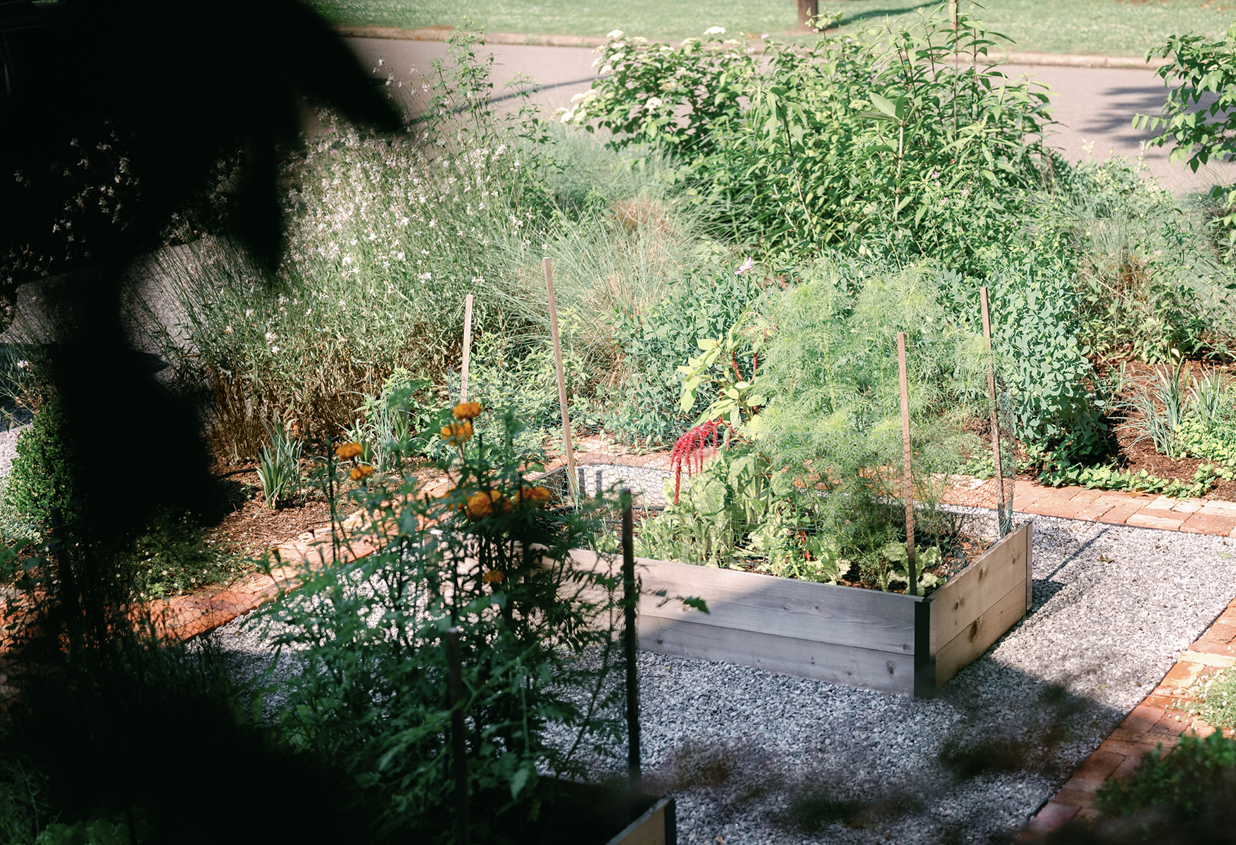 vegetable garden