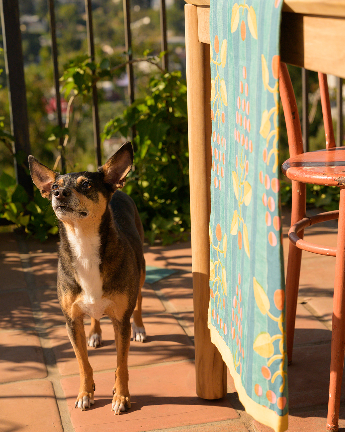 Tiny dog next to a table