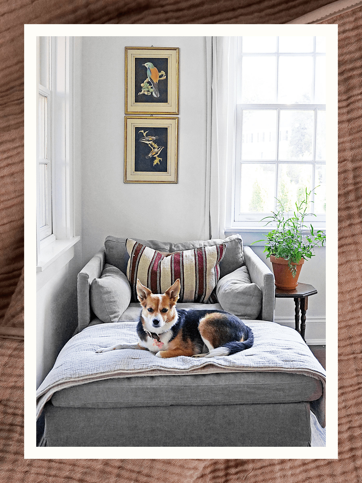 Dog sitting on gray Parachute Cloud Quilt inside white living room.