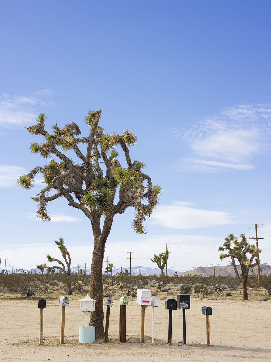 Joshua Tree in desert