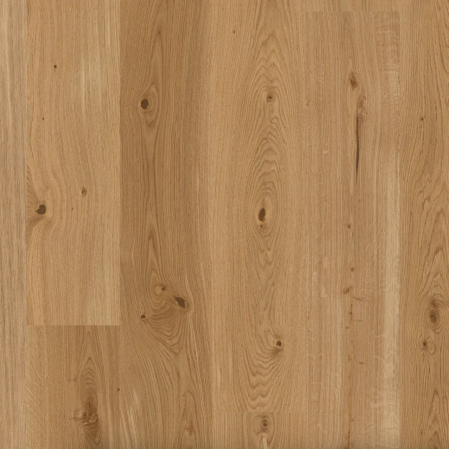  european white oak close up