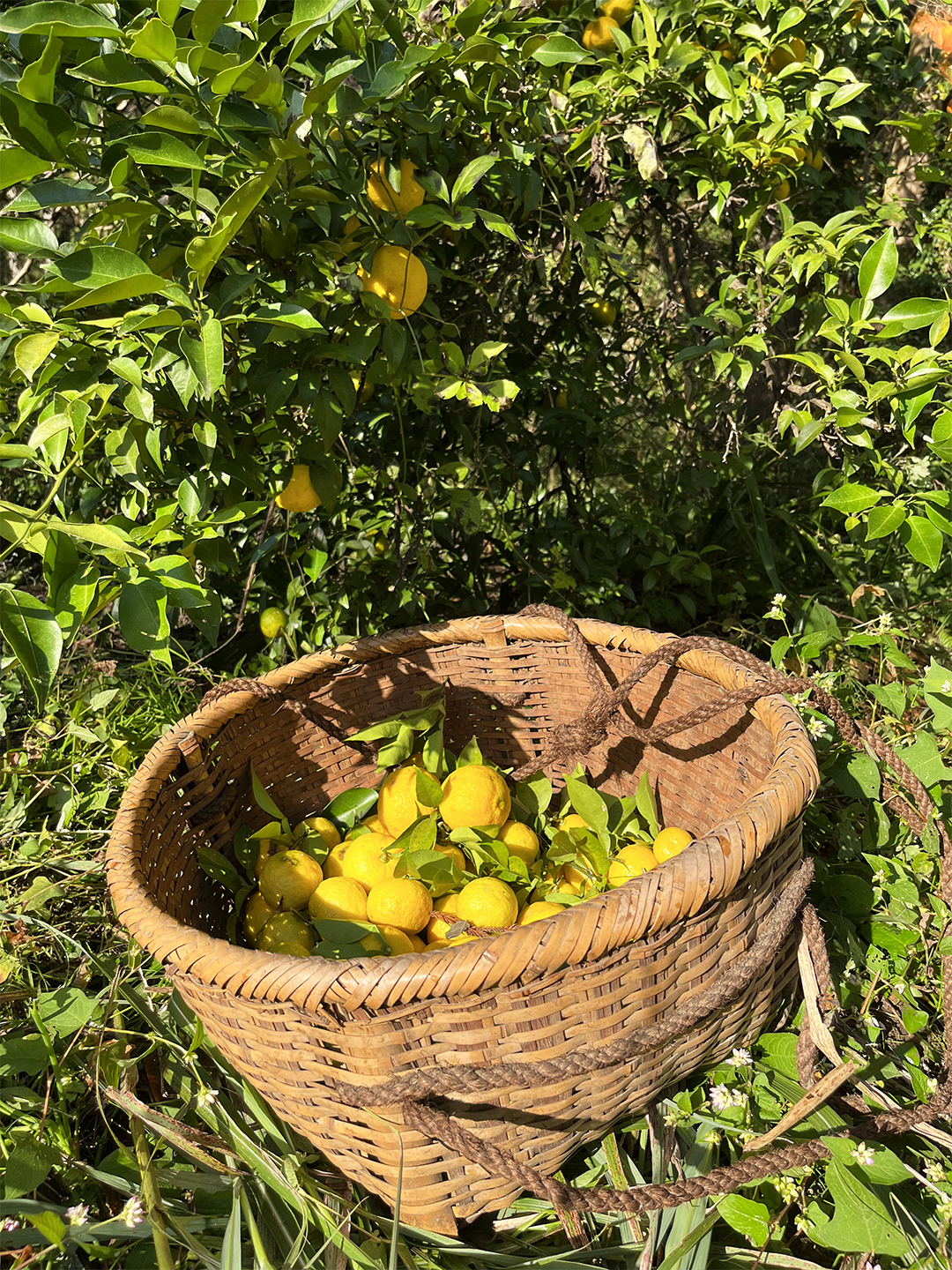 lemons in basket