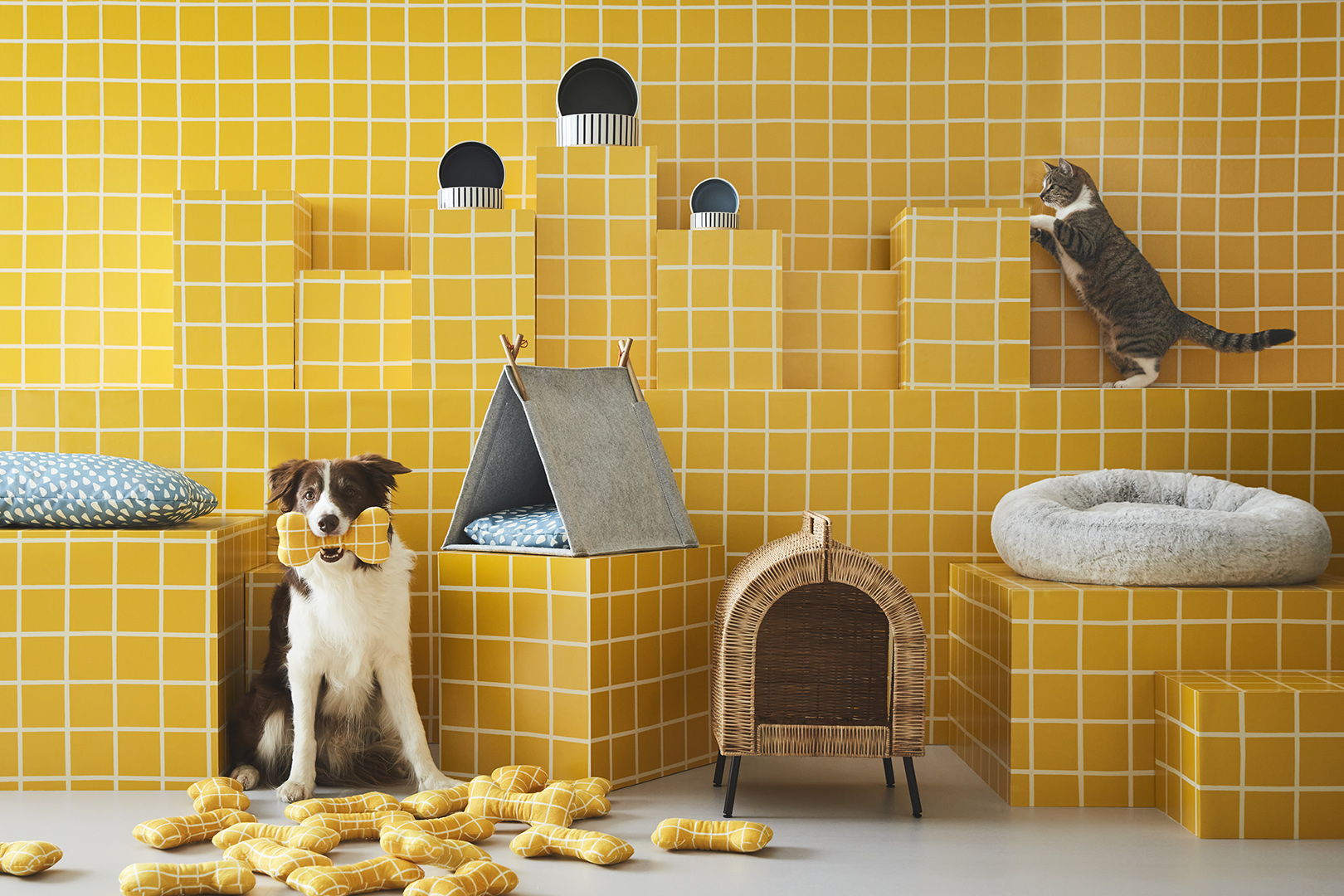 dogs in yellow grid room