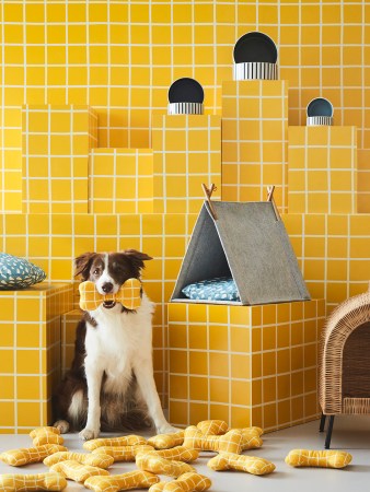 dogs in yellow grid room