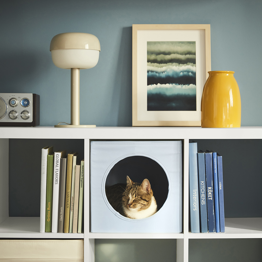 cat in shelf cubby