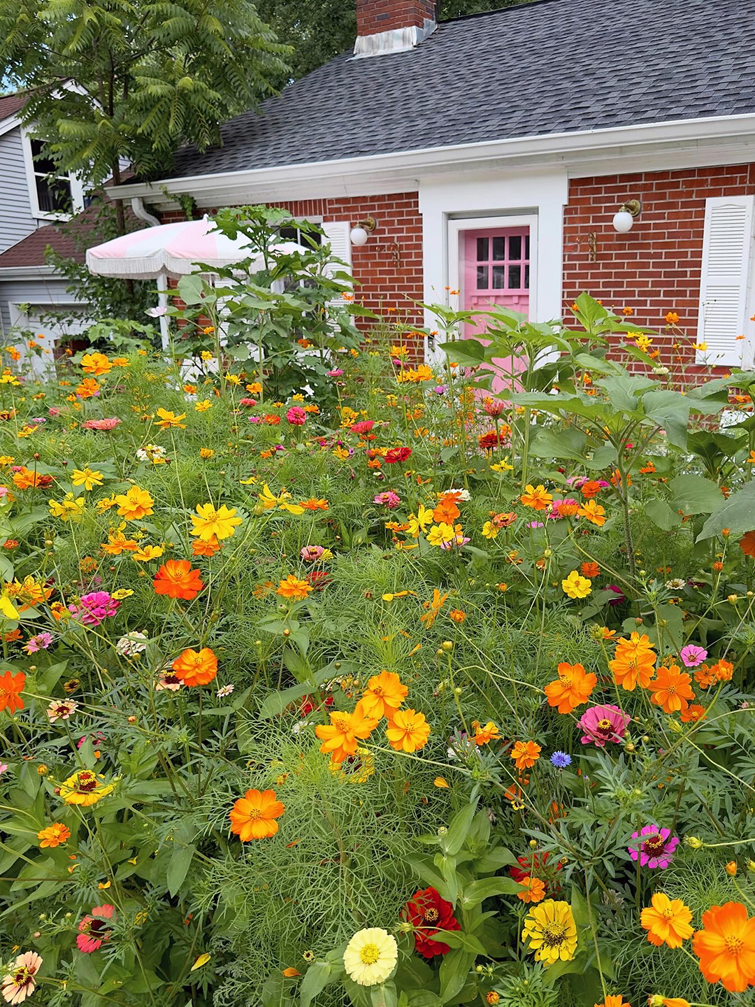 Wildflower garden in front of house