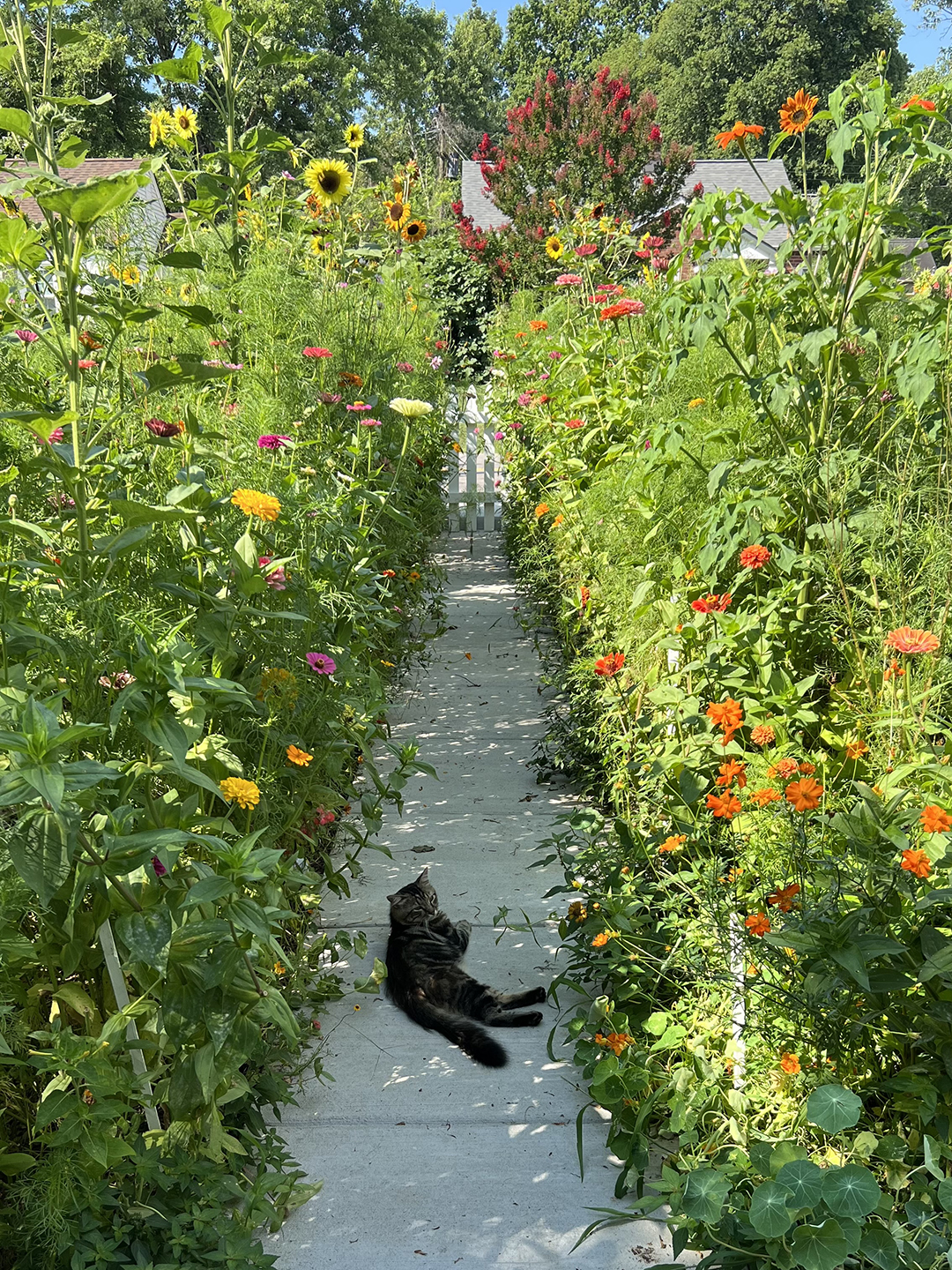 Cat sleeping on sidewalk between wildflower gardens